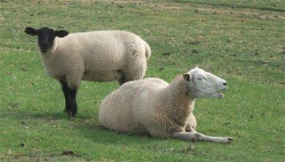 zwei Schafe am Deich im Gras liegend, Ferienwohnung Domizil-Sehund, Friedrichskoog-Spitze